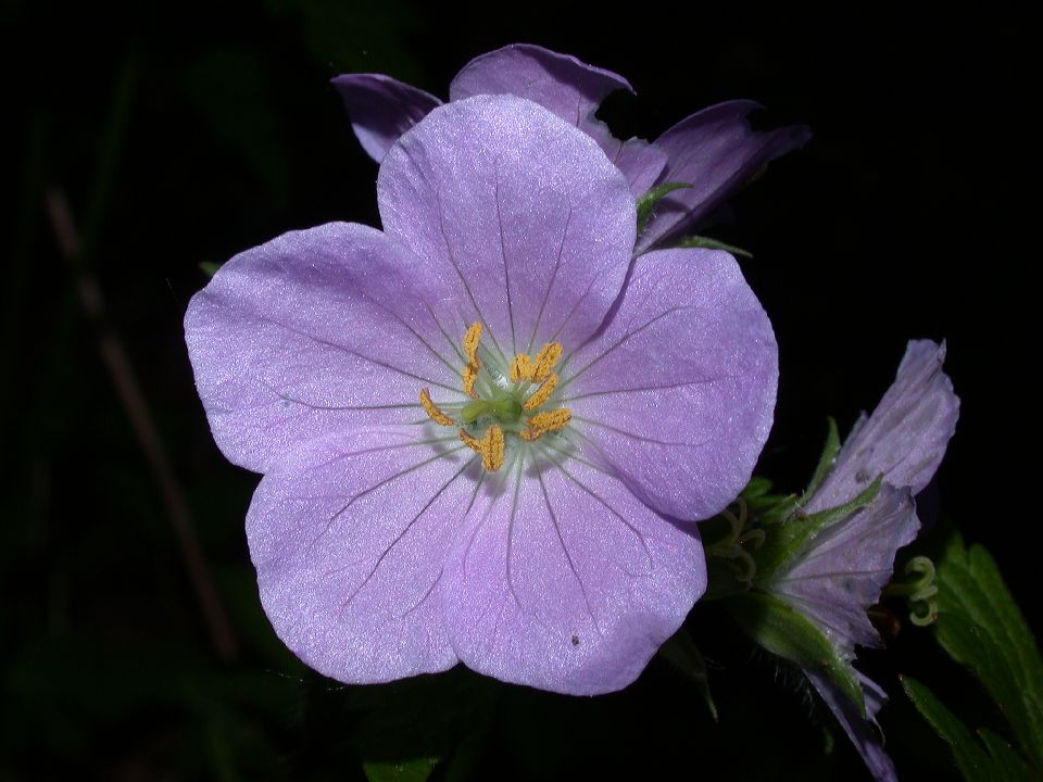 Geraniaceae Geranium maculatum