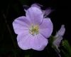 image of Geranium maculatum