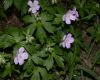 image of Geranium maculatum
