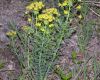 image of Euphorbia cyparissias