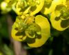 image of Euphorbia cyparissias