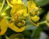 image of Euphorbia cyparissias