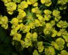 image of Euphorbia cyparissias