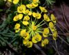 image of Euphorbia cyparissias