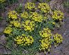 image of Euphorbia cyparissias