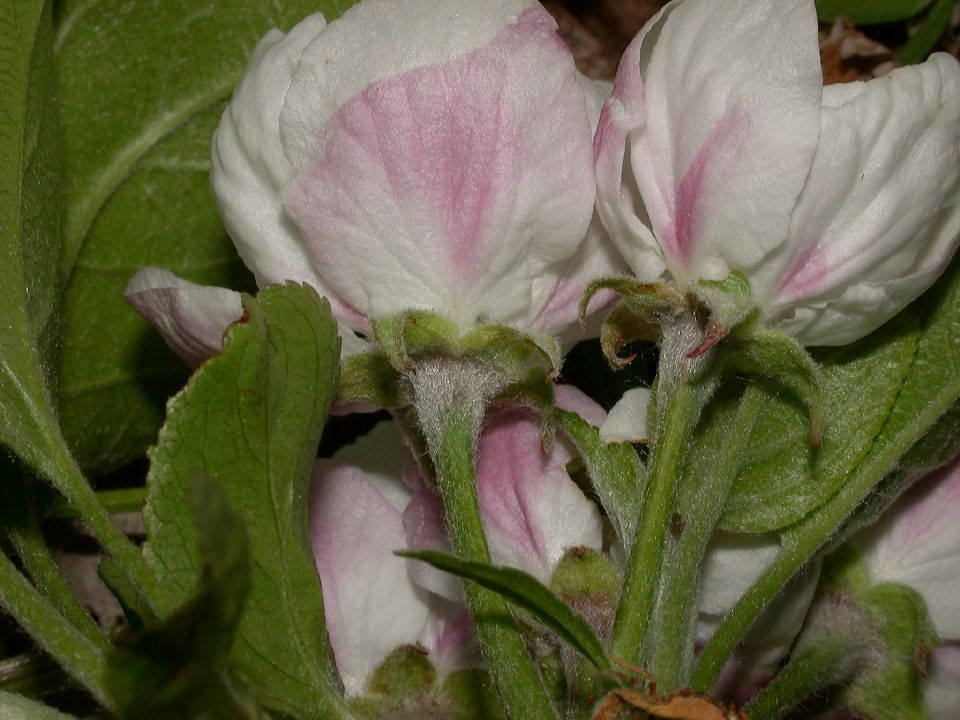 Rosaceae Pyrus malus