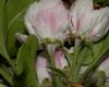 image of Pyrus malus
