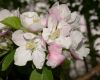 image of Pyrus malus