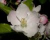 image of Pyrus malus