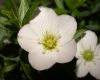 image of Arenaria montana