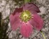 image of Helleborus X hybridus