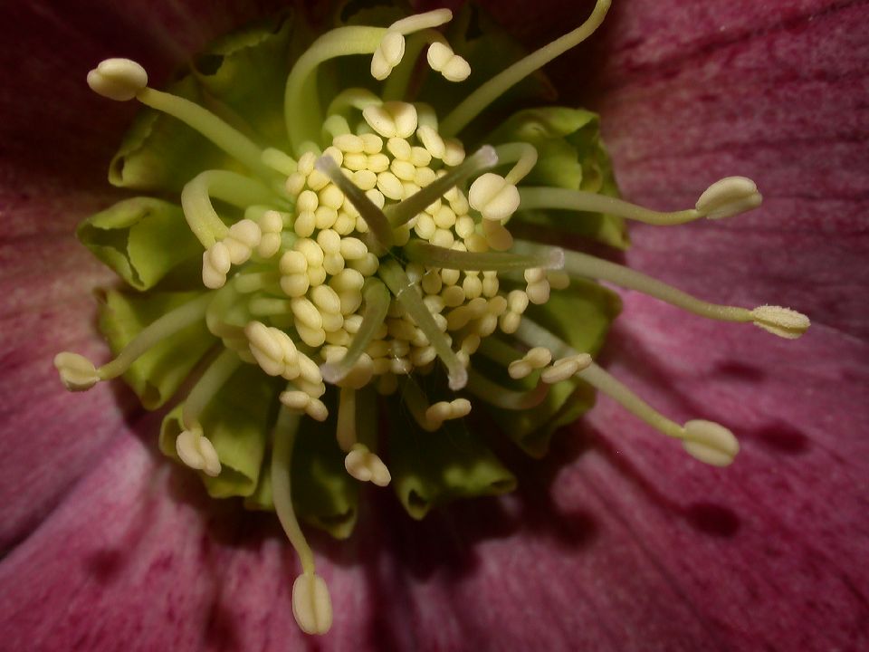 Ranunculaceae Helleborus X hybridus