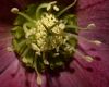 image of Helleborus X hybridus