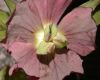 image of Helleborus X hybridus