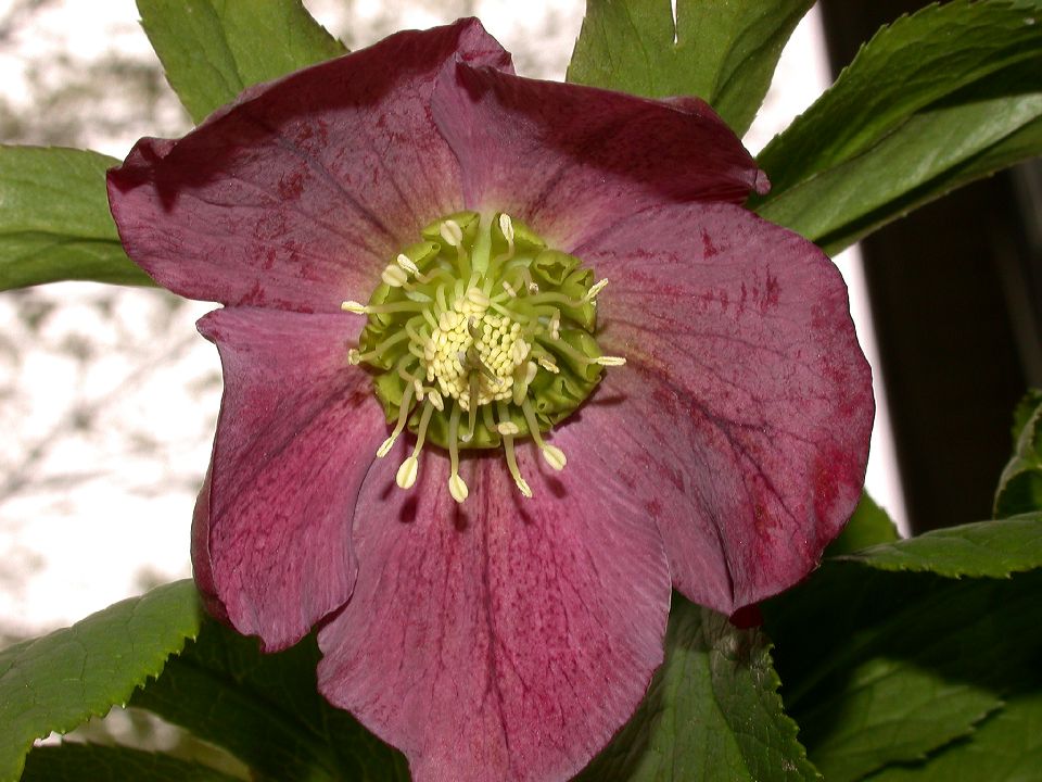 Ranunculaceae Helleborus 
