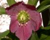 image of Helleborus 