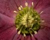 image of Helleborus X hybridus
