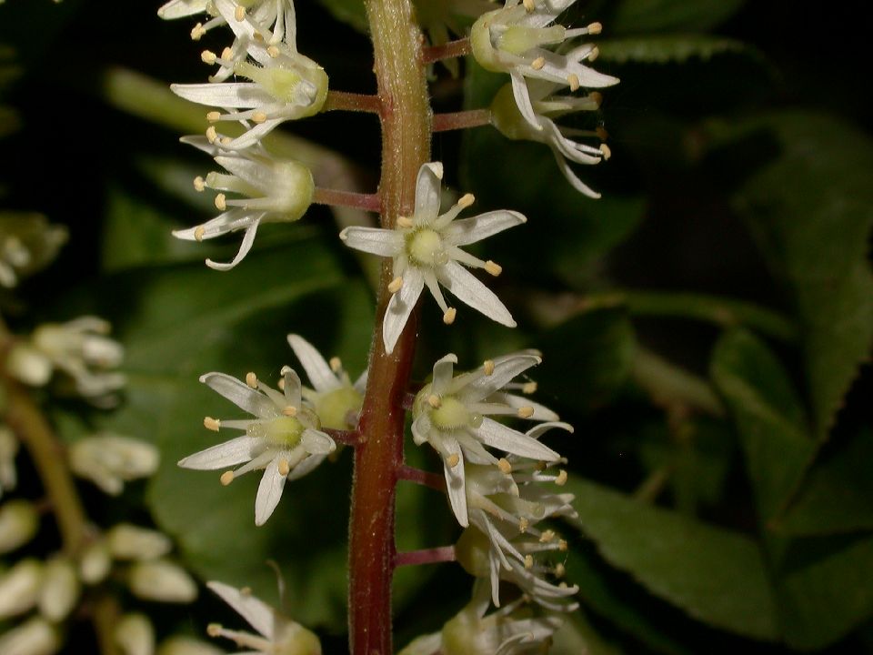 Iteaceae Itea virginica