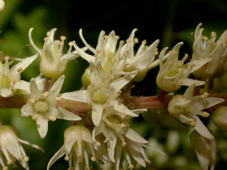 Iteaceae Itea virginica