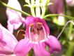 image of Penstemon barbatus