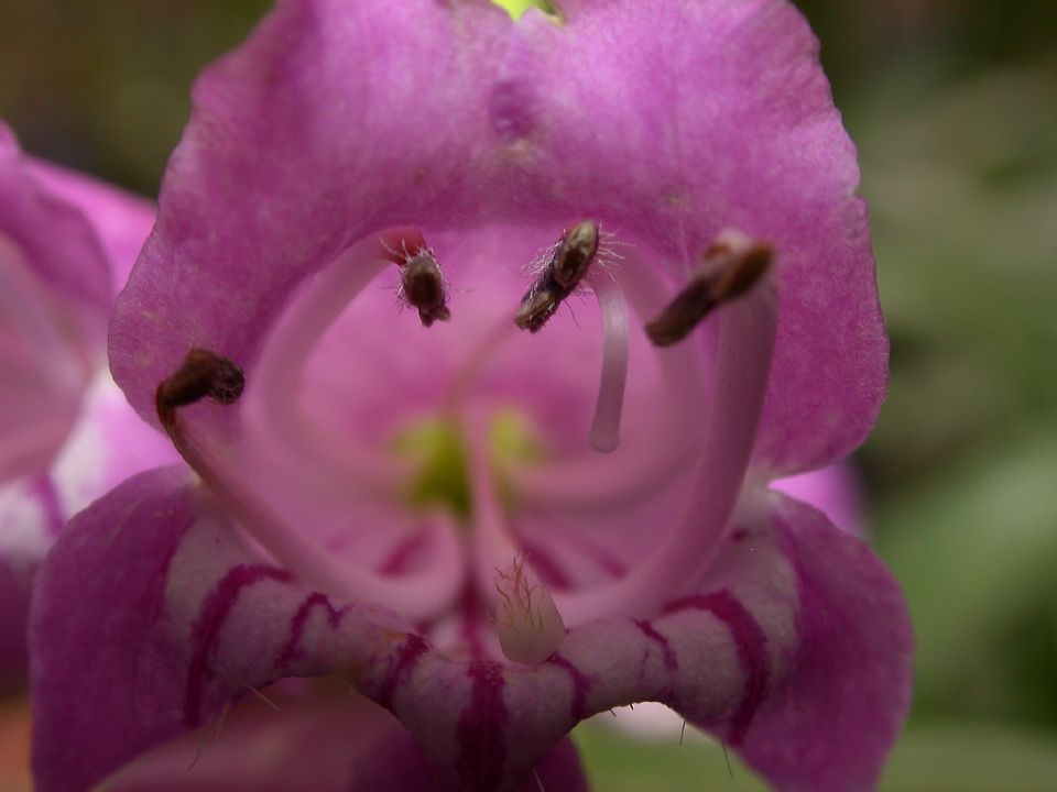 Plantaginaceae Penstemon barbatus