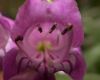 image of Penstemon barbatus