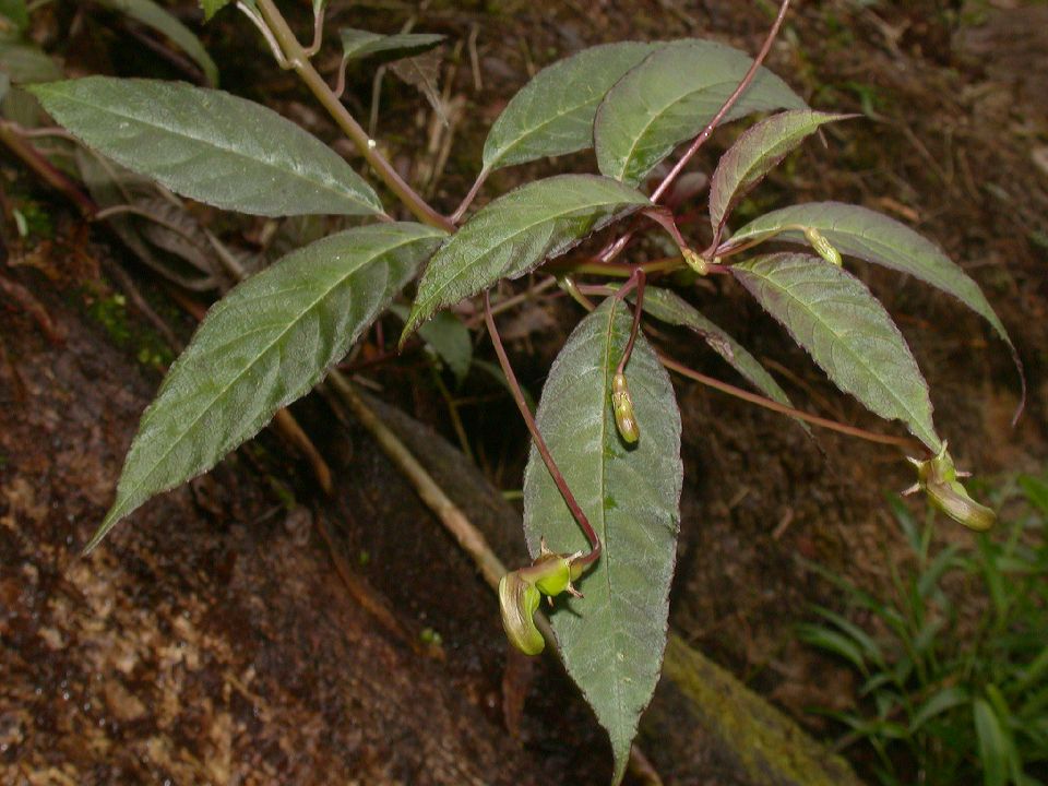 Campanulaceae Burmeistera 
