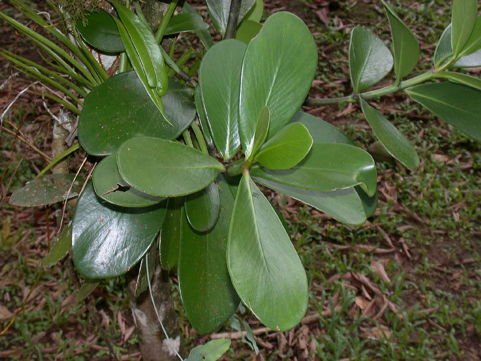 Clusiaceae Clusia 