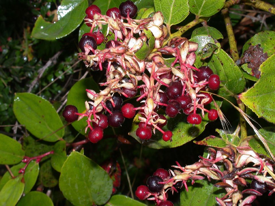 Ericaceae Gaultheria erecta