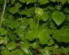 image of Hydrocotyle 