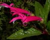 image of Lobelia 