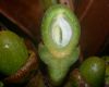 image of Ocotea calophylla