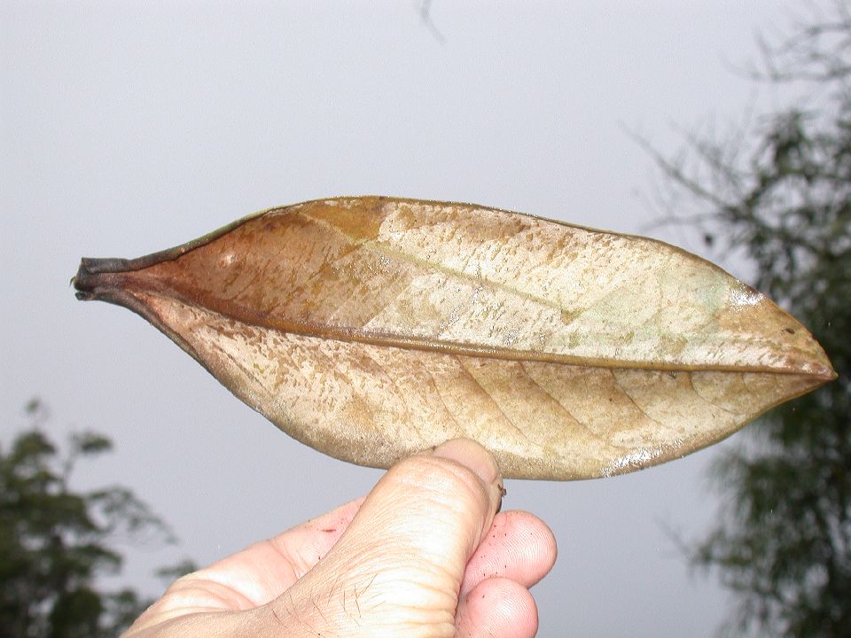 Lauraceae Ocotea calophylla