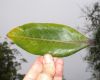 image of Ocotea calophylla