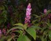 image of Phytolacca 