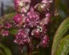 image of Phytolacca 