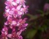 image of Phytolacca 