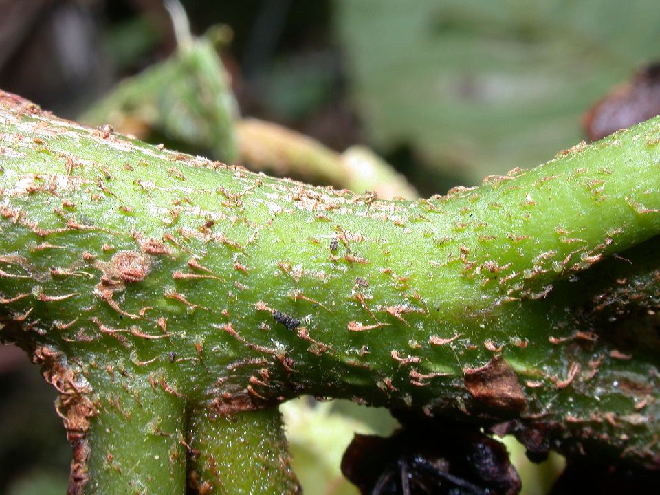 Actinidiaceae Saurauia 