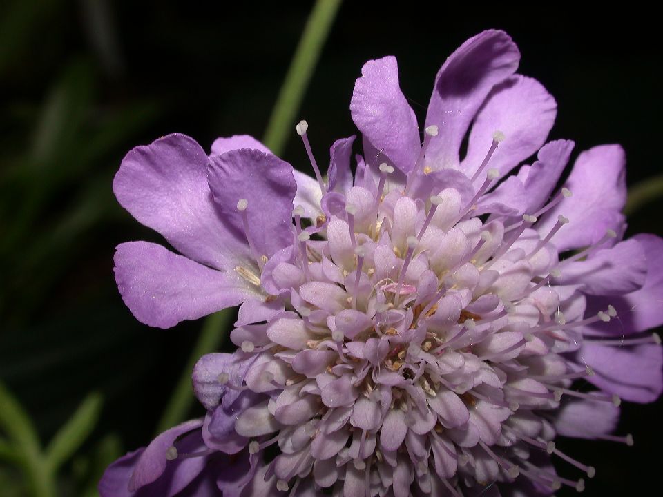 Dipsacaceae Scabiosa 
