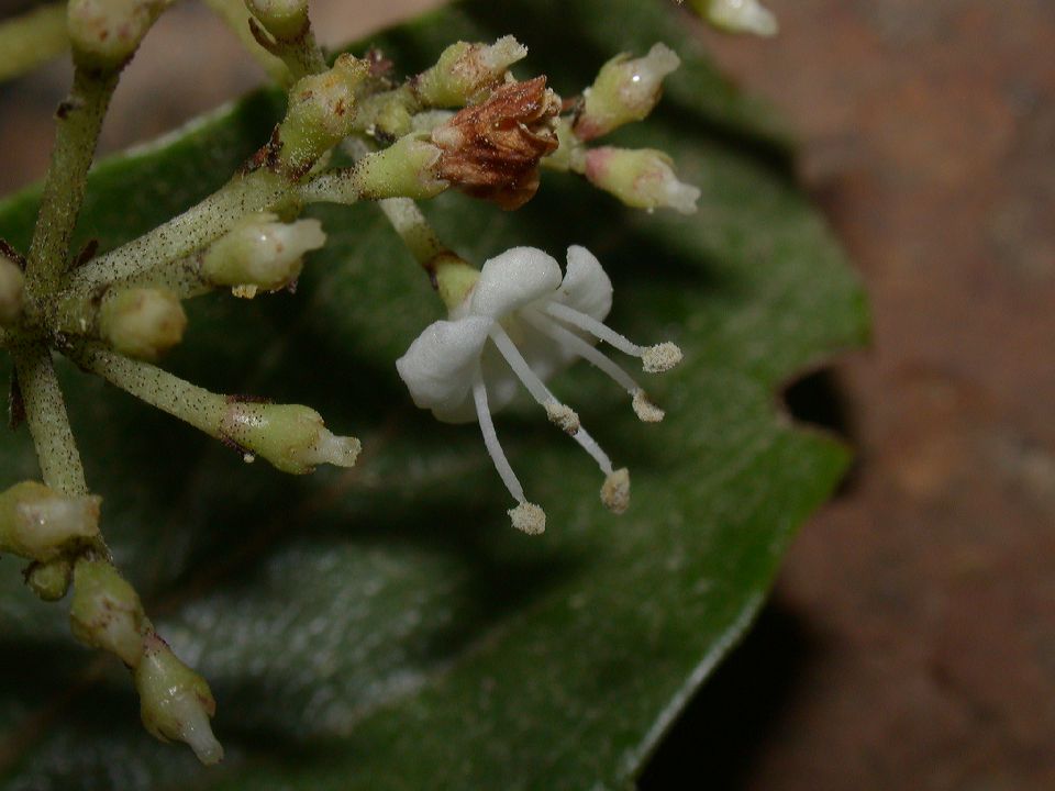 Adoxaceae Viburnum 