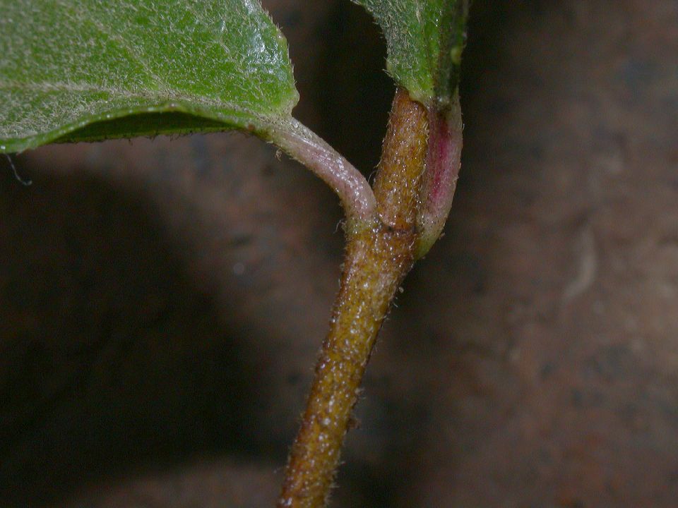 Adoxaceae Viburnum 