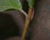 image of Viburnum 