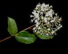 image of Viburnum 