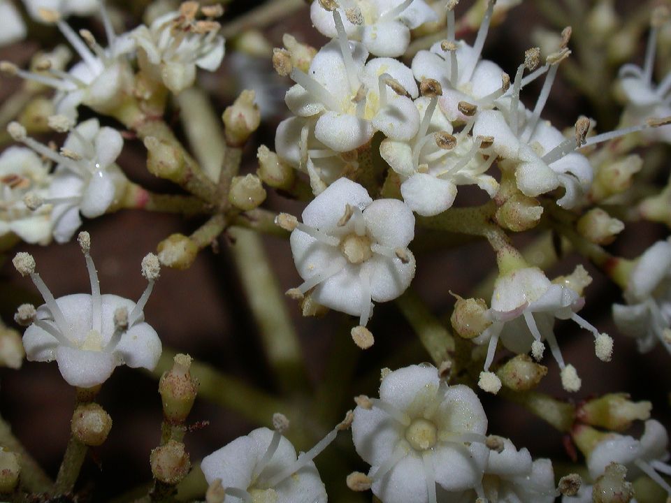 Adoxaceae Viburnum 