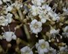 image of Viburnum 