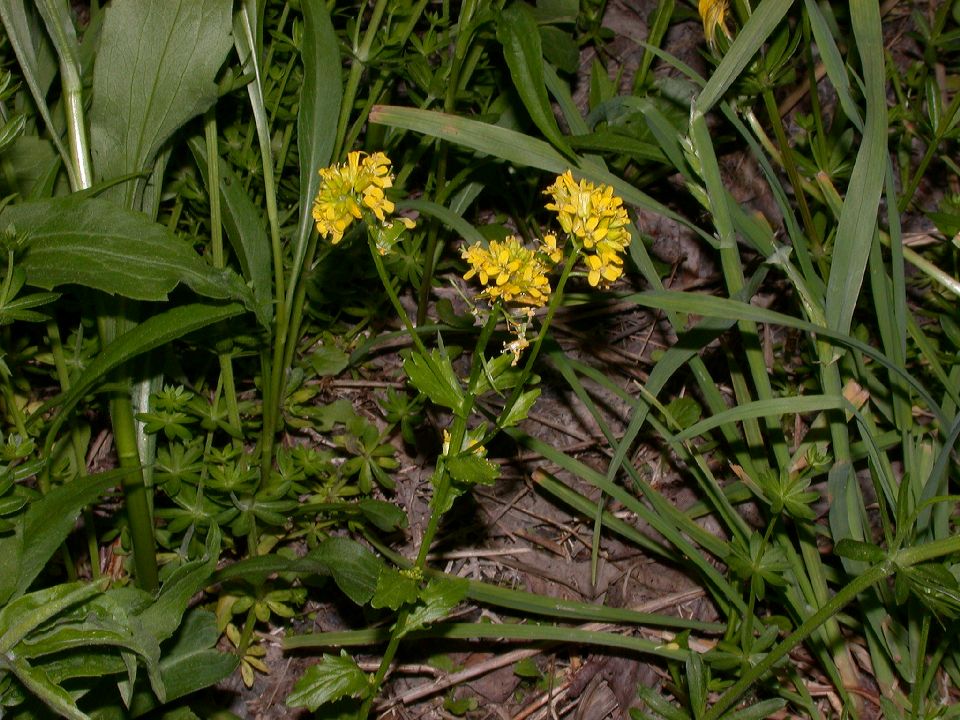 Brassicaceae Barbarea vulgaris