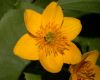 image of Caltha palustris