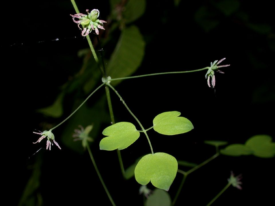 Ranunculaceae Thalictrum dioicum
