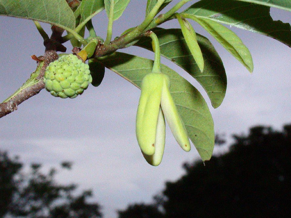 Annonaceae Annona squamosa