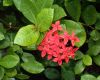 image of Ixora 